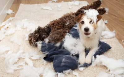 Cleaning the Rug After Pet Accidents