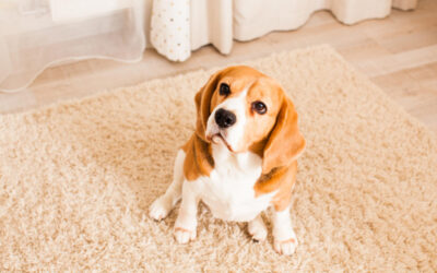 Buy a Pet-Friendly Rug Today!