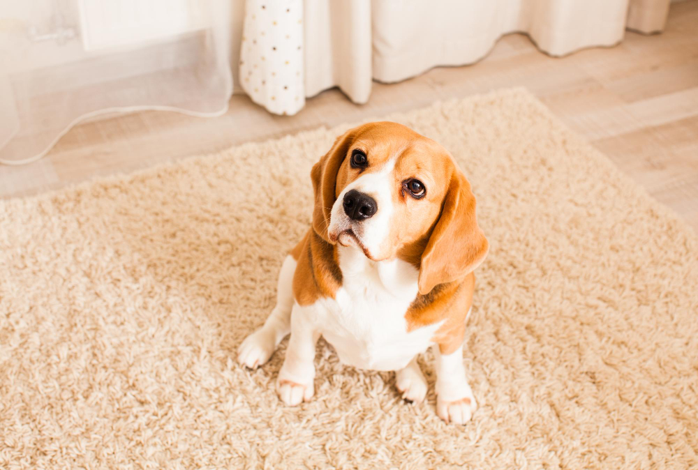 Buy a Pet-Friendly Rug Today!